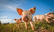 83fd38c7-cc05-420f-814f-d539c69bd738